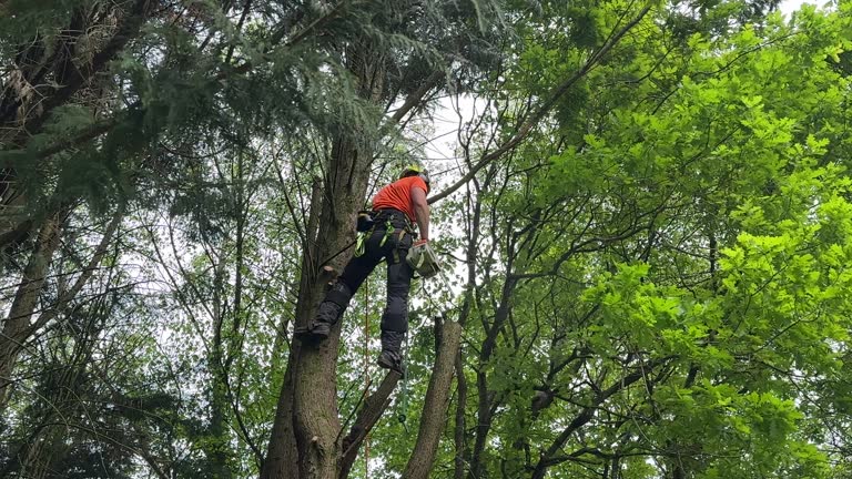 How Our Tree Care Process Works  in  La Riviera, CA